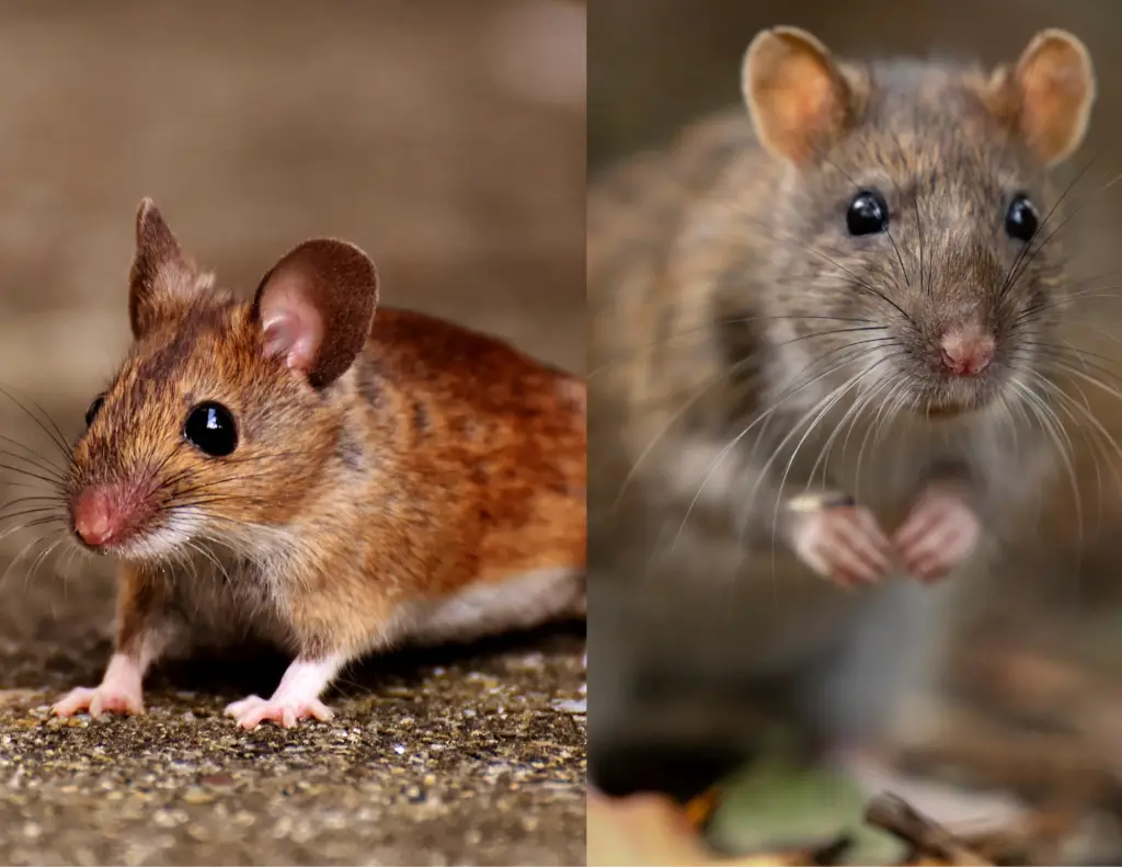 mice and rats indoors