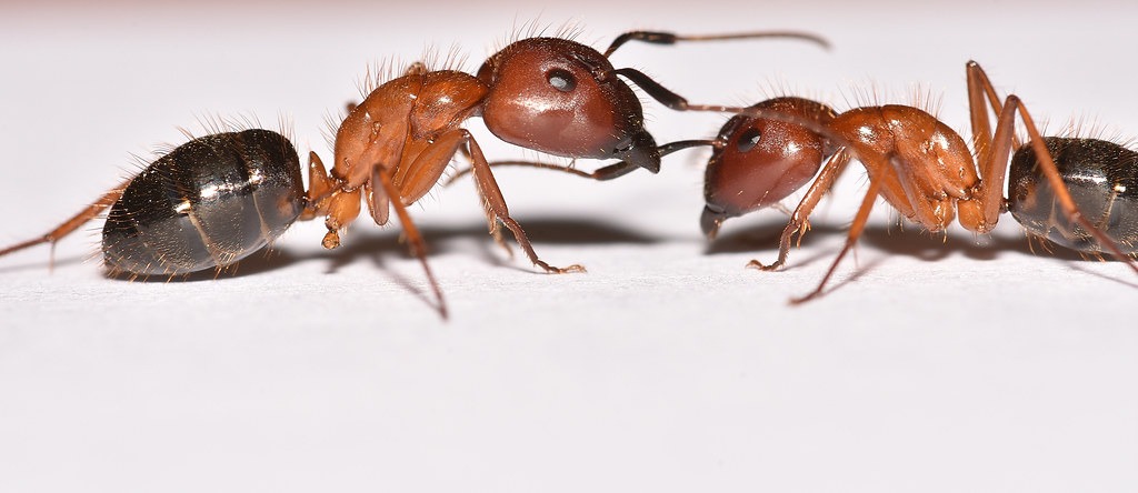 carpenter ants