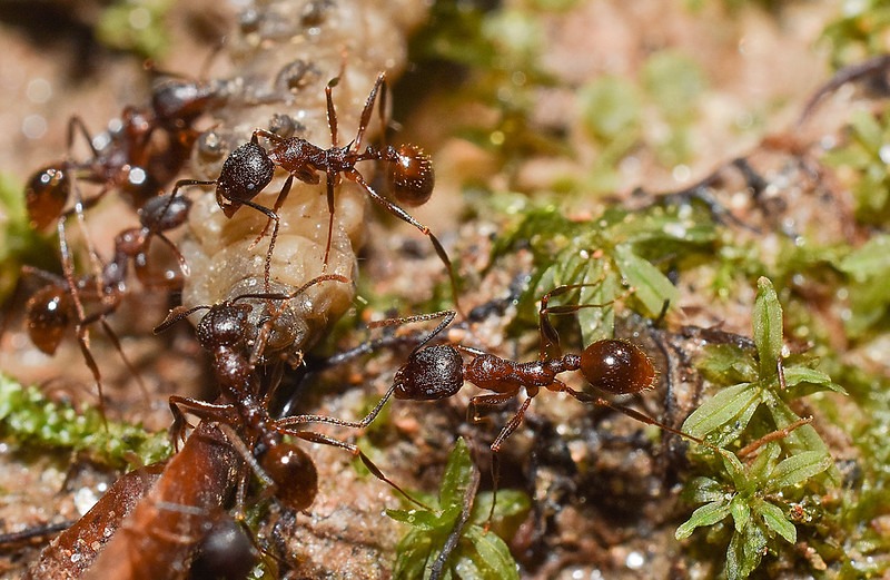 pavement ants