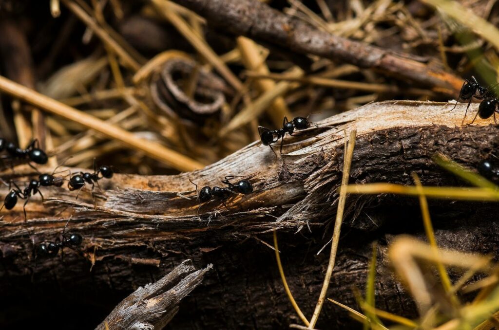 ant invasions