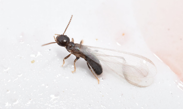 termites