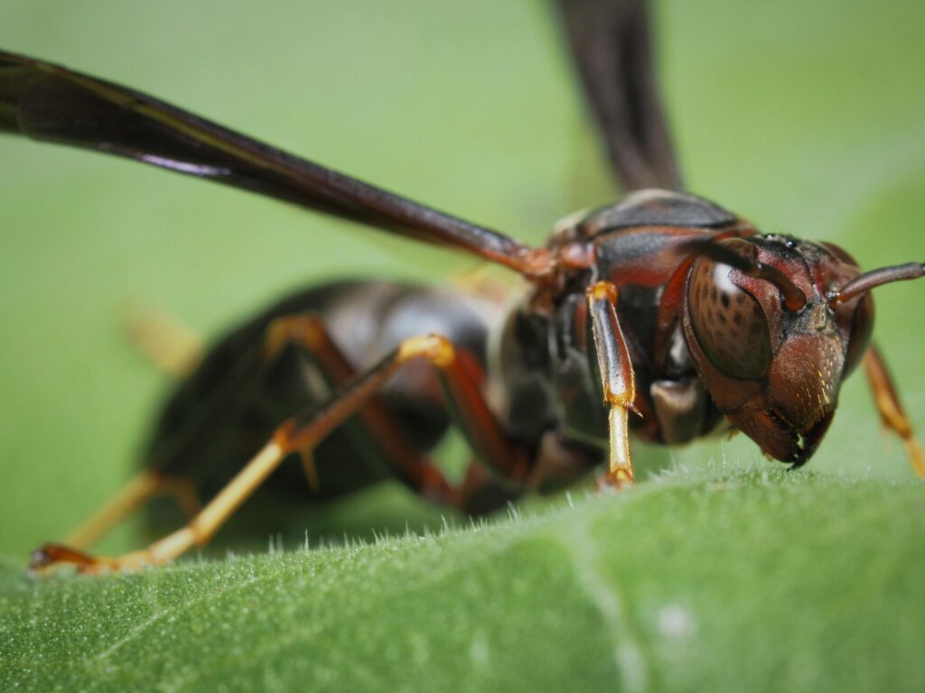 wasp in spring