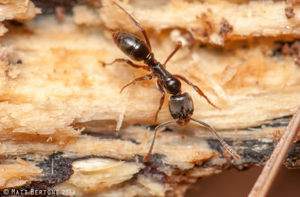 Asian Needle Ant