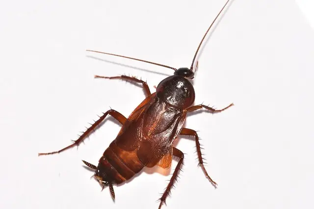 Preventing Summer Roach Problems