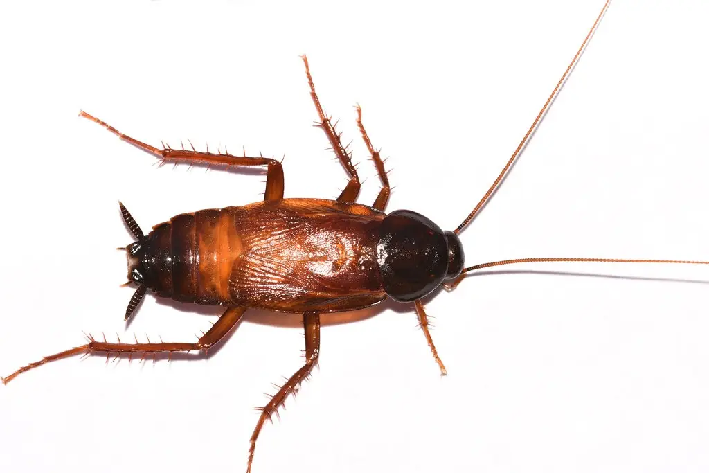 smoky brown roaches
