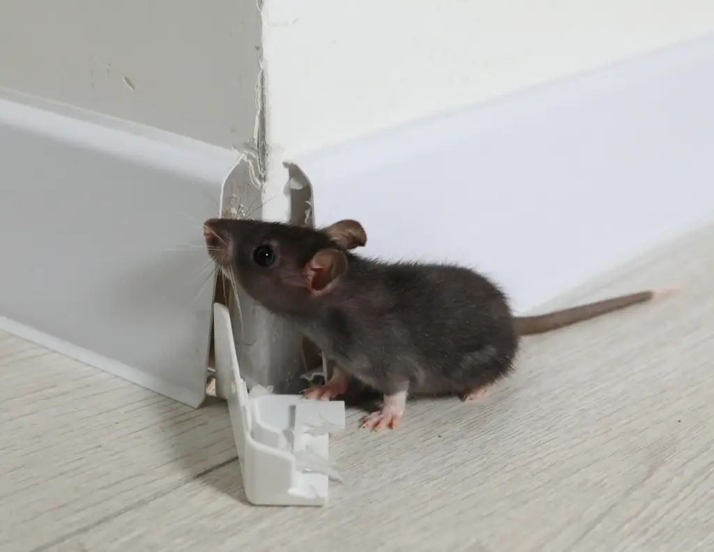 preventative pest control