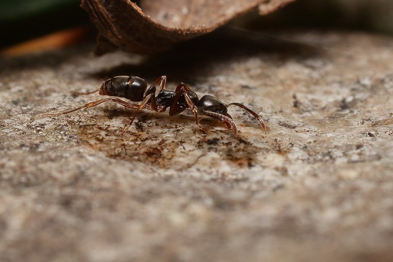 stinging ant