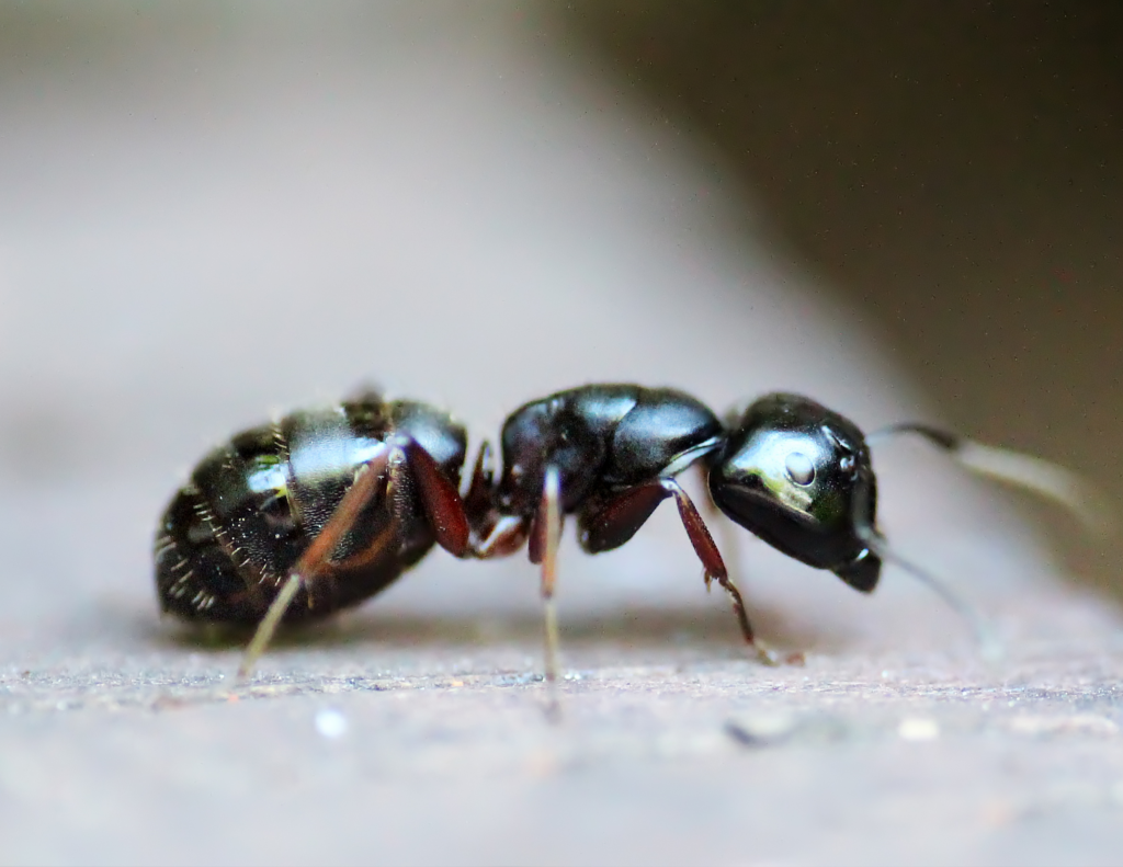 ants inside