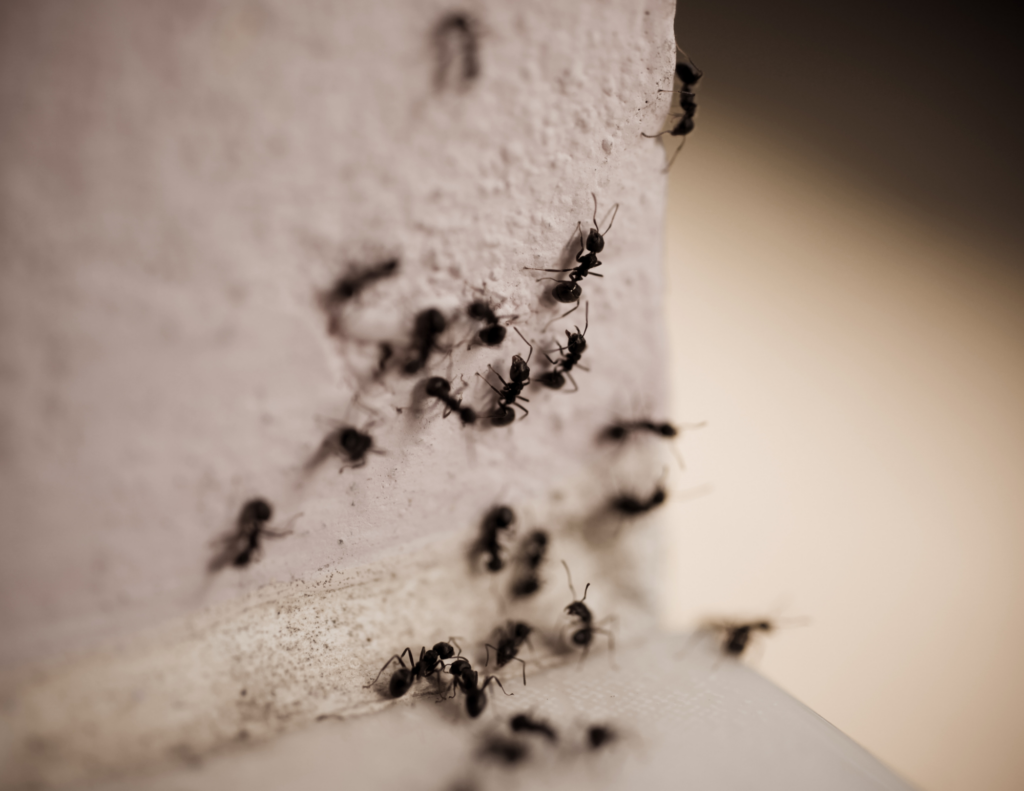 ants