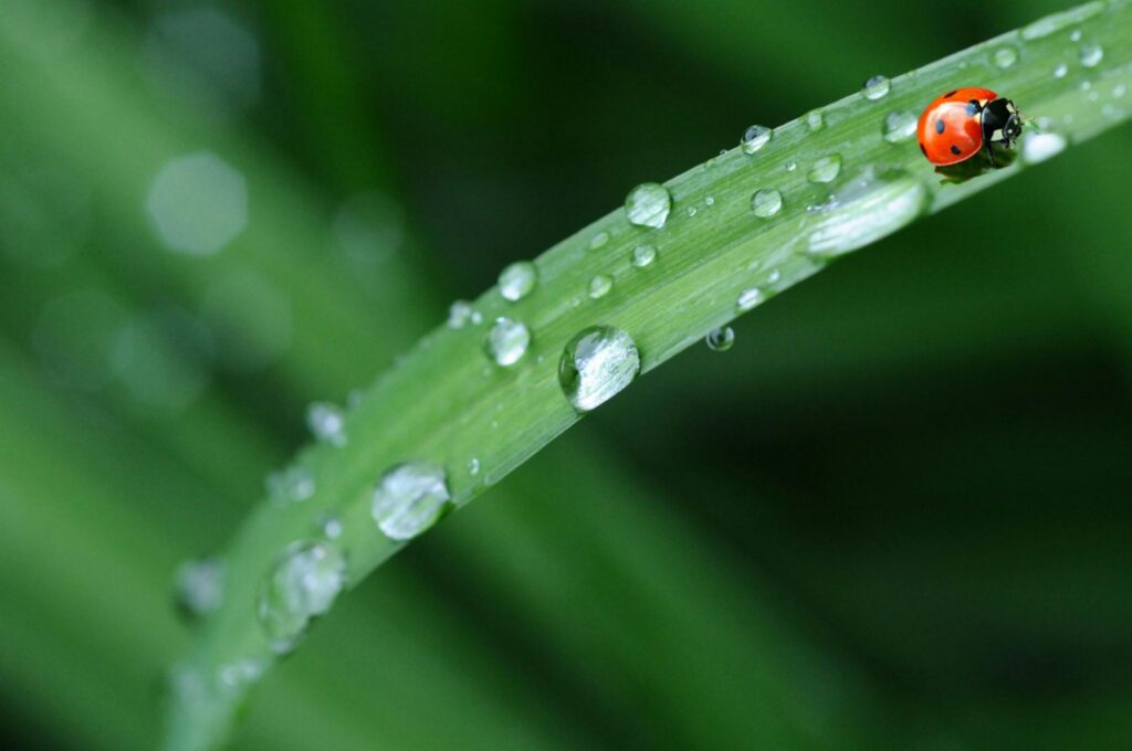 More bugs after rain
