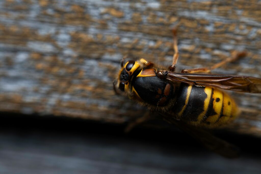 Hornets