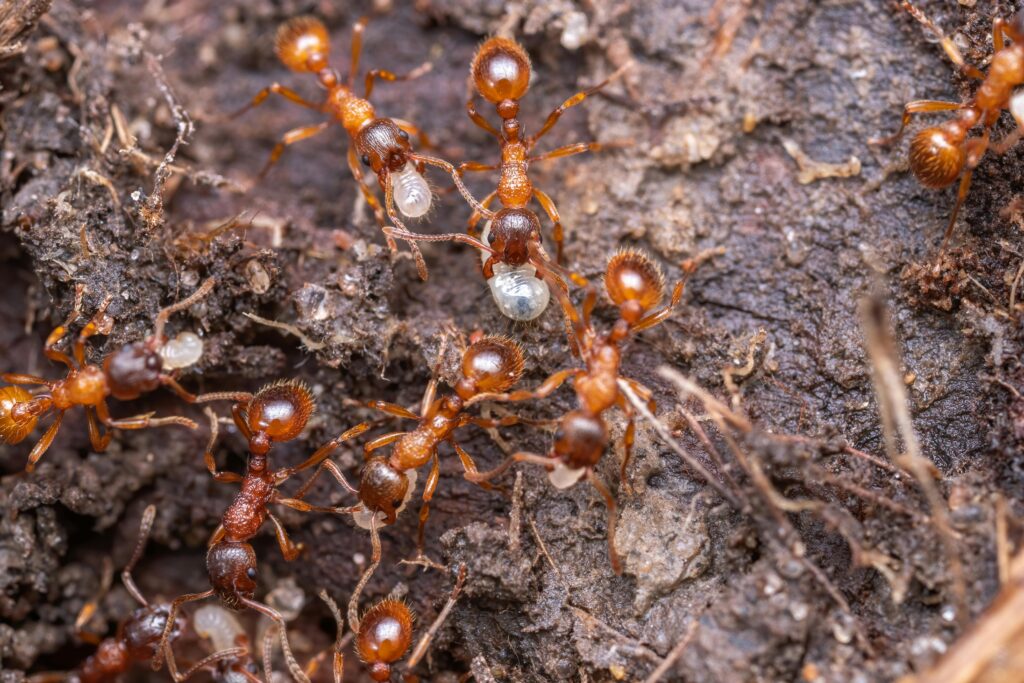 Fire ant Mounds