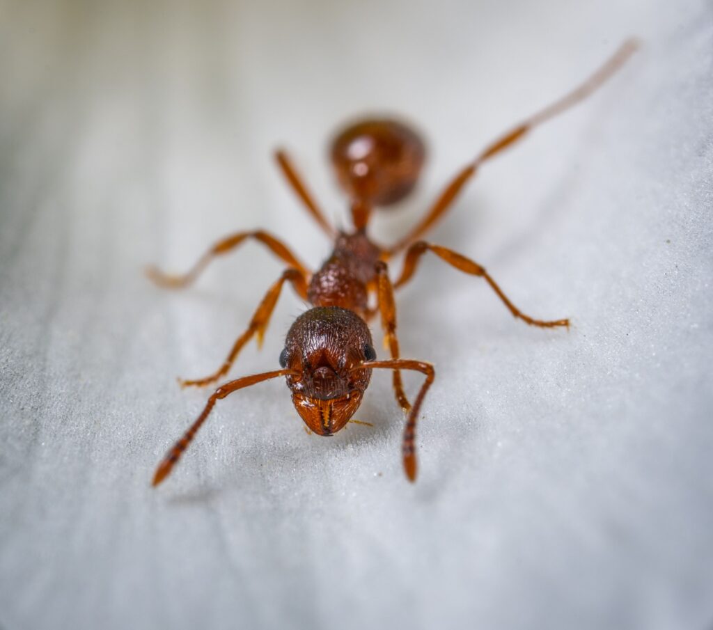 Fire Ant