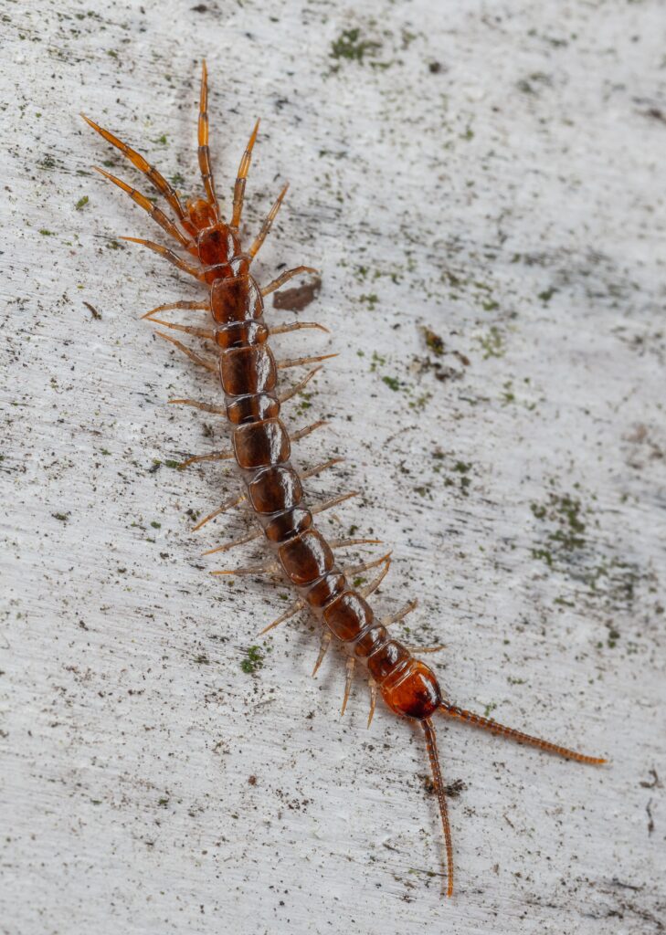centipedes