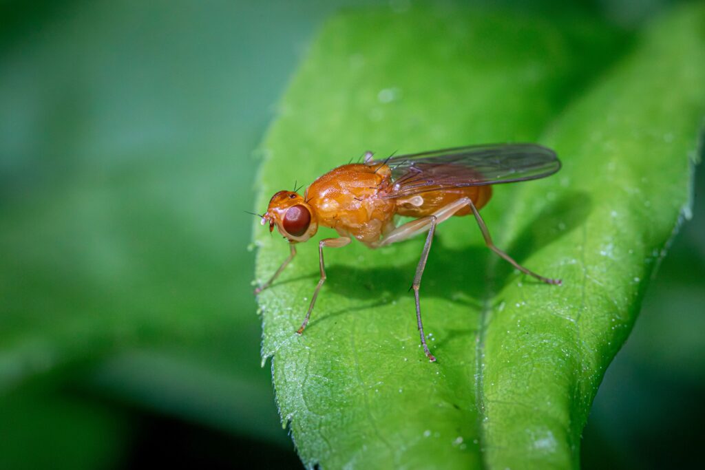 Fruit Fly