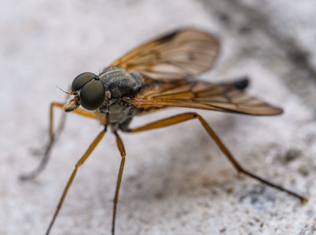 Flies