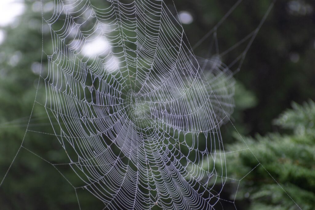 spider webs