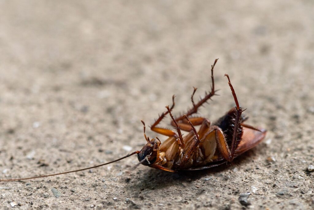 Roach Control