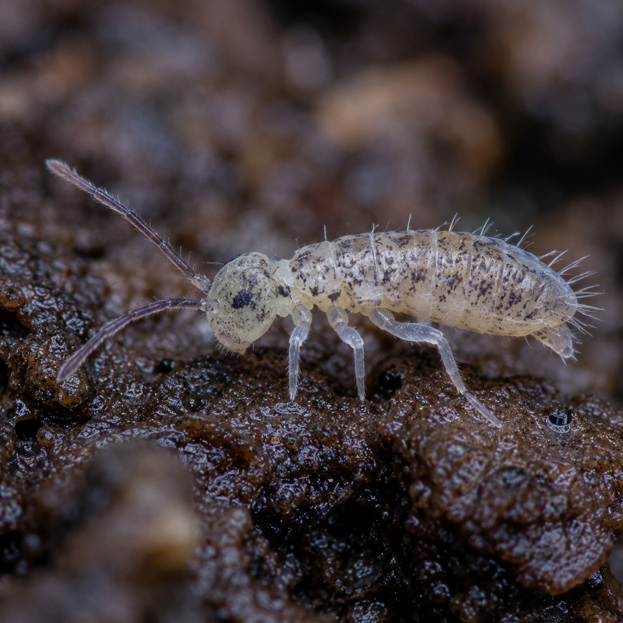 Springtails in your home this summer? Why they're showing up