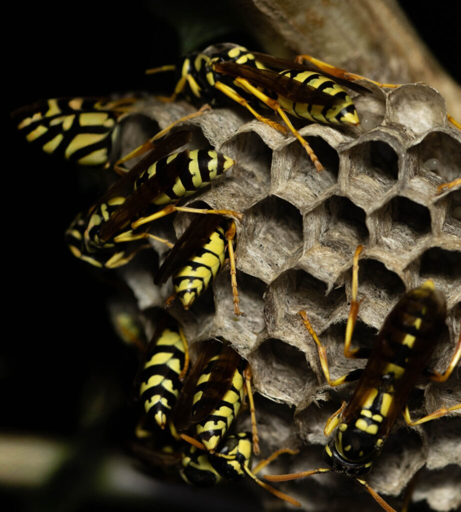 yellow jacket nest