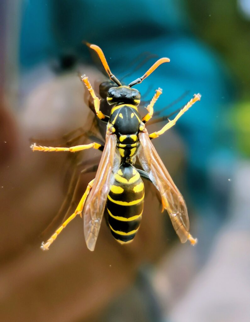 Yellow Jackets