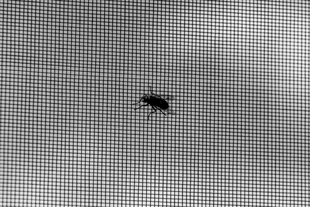 bugs around my windows
