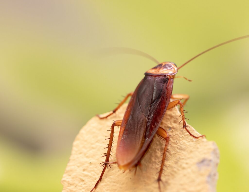 big roaches